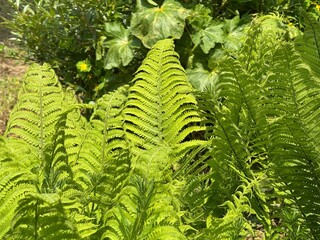 Lush green fern leaves growing in the garden. Symbol of forest life, shade, and natural beauty....