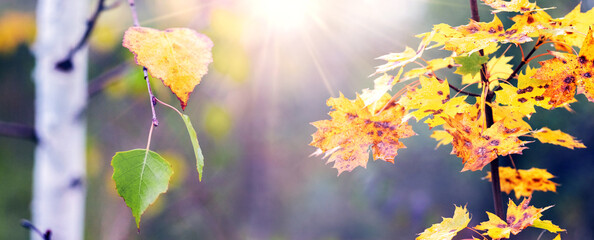 Sunlight illuminates yellow maple and green birch leaves against an autumn landscape