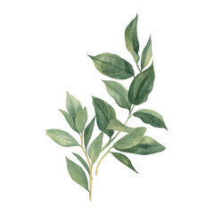 Painted Leaves Isolated on White Background- Watercolour Art