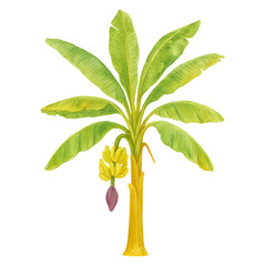 Banana tree with bananas hanging from it Isolated on White Background- Watercolour Art