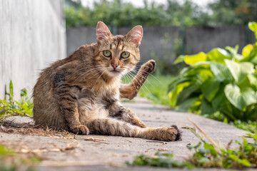A tabby cat sits on a concrete path with its paw raised, looking directly at the camera, with blurred plants in the background