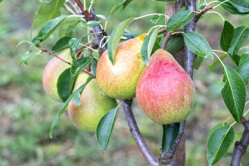 Ripening pears with a reddish blush and green leaves, hanging on a tree branch.