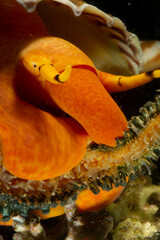 Triton´s Horn, Trumpet Shell, Atlantic triton (Charonia lampas - Charonia variegata) chasing a starfish (marthasterias glacialis) Alghero, Argentiera. Sardinia, Italy, mediterranean sea
