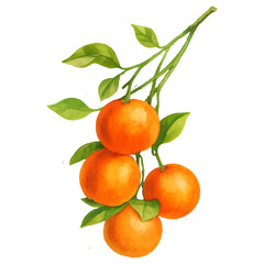 Oranges with Leaves Isolated on White Background- Watercolour Art