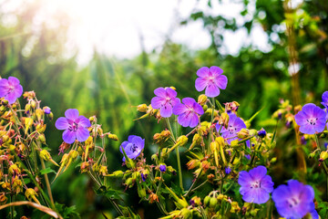 Vibrant purple geranium flowers in a sunny summer meadow with a blurred green background