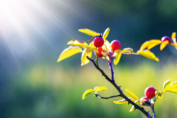 A branch of rosehip with red berries and yellowish leaves, illuminated by bright sunbeams on a blurred background
