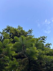 spruce, spruce tree, spruce branch, spruce branch against the sky, young shoots on a spruce branch
