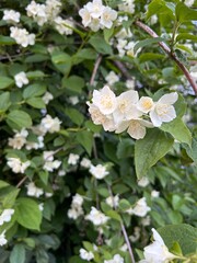 jasmine, blooming jasmine, white jasmine flower, jasmine bush
