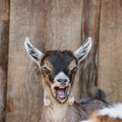 Goat is smiling and making a funny face