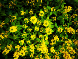 Yellow summer flowers illustration background