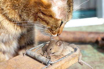 A cat leaning over a mousetrap with a mouse, looking at its prey