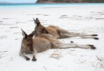 Fototapeta premium kangaroo and baby