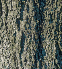 Vector illustration of Hackberry bark texture. Texture of the Hackberry bark. Hackberry bark background. Hackberry tree trunk, Celtis occidentalis.
