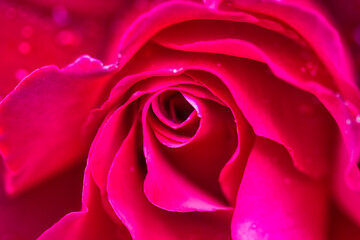 Wonderful red rose macro photography filling the frame: intense pattern and texture, charming...