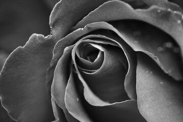 Monochrome rose: macro picture filling the frame, perfect background or desktop.