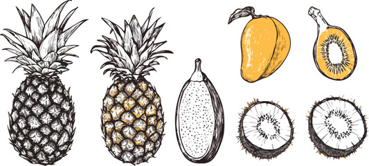 Hand-drawn vector illustration of tropical fruits Pineapple Mango Kiwi and Dragon fruit isolated on white background Exotic fruits sketch style drawing for summer design menu recipes packaging juice