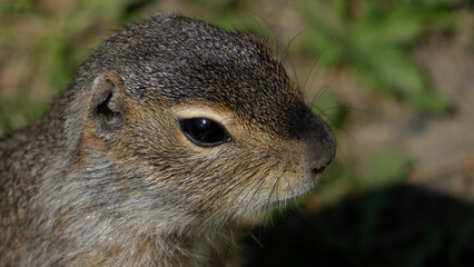 Gophers in Altai. Gophers close-up, small animals