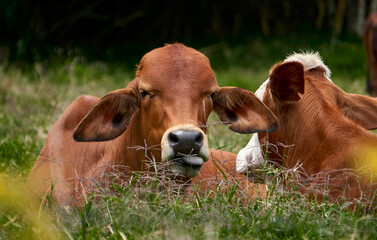 Vaca Close up
