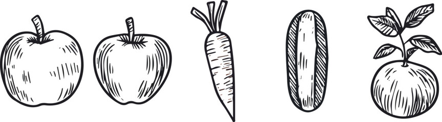 Hand-drawn vector illustration of fruits and vegetables isolated on white background Apple carrot potato beet Engraving sketch style Botanical illustration for labels menus posters web and other