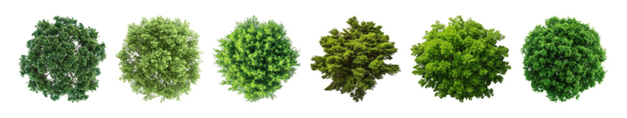 Fototapeta premium PNG Lush green foliage variety, element set on transparent background