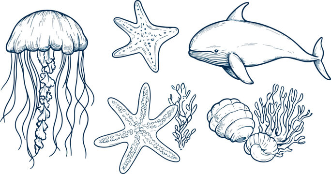 Hand-drawn vector illustration set of sea animals and plants Jellyfish whale starfish seashells seaweed coral ocean underwater marine life nature wildlife monochrome sketch drawing isolated on white