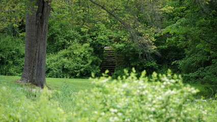 Wood stairs in spring forrest