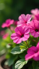 Vibrant pink petunias bloom in a summer garden flowerbed , macro, design