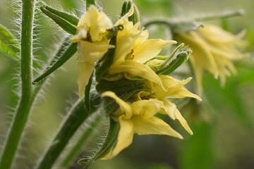 yellow flowers tomatoes and green plant tomatoes,