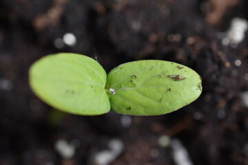 green sprouts of cucumber plant
