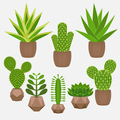 Set of home plants of succulents in pots. Vector Illustration