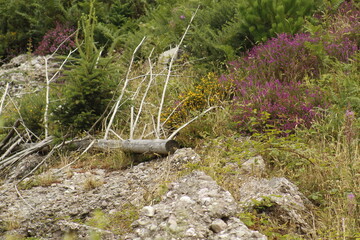 Lush Forest Underbrush