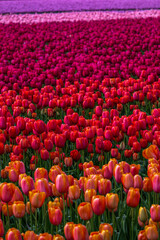 Tulip Field at the Tulip Festival around Mount Vernon in Washington State