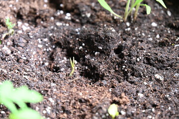 green sprouts of cucumber plant