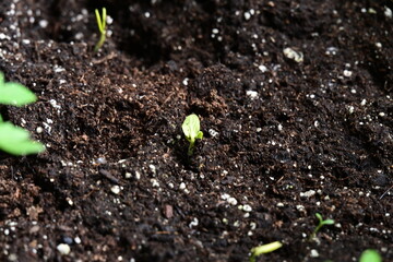 green sprouts of cucumber plant