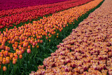 Tulip Field at the Tulip Festival around Mount Vernon in Washington State