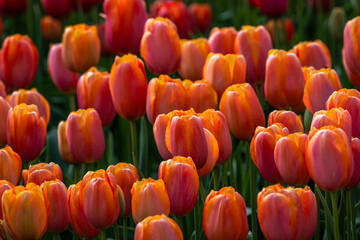 Tulip Field at the Tulip Festival around Mount Vernon in Washington State