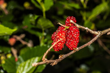 Close up of black mulberry berries (Morus nigra) ripen on a tree branch in Brazil. Selective focus