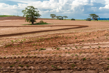 View of a peanut plantation on a farm in the rural area in Sao Paulo state; The region is one of the largest producers of this legume in Brazil
