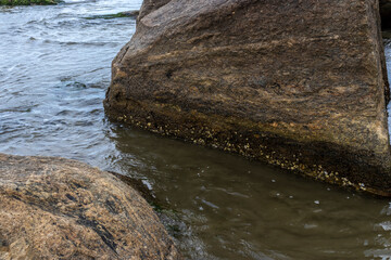 Barnacles (Cirripedia) clustered on coastal rocks at low tide in Brazil. Marine life thriving on the intertidal zone, showcasing natural sea-water erosion and biodiversity.