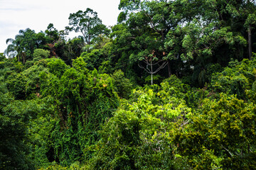 Tropical trees in the jungle forest on a mountain hill n Brazil. Top view