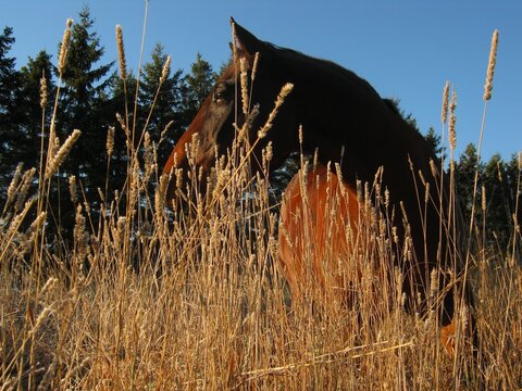 horse in field