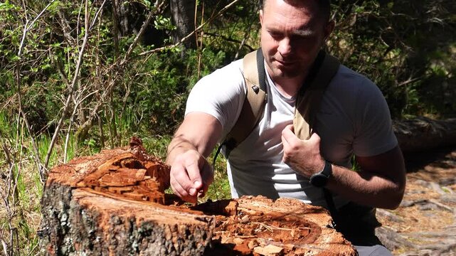 A male traveler on a hike. A man examines the structure of wood near a stump, a male researcher on a hike studies the flora and fauna of Siberian forests.