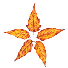 Watercolor autumn leaves arranged in a five-point star shape. Hand-painted design with warm orange and brown tones, perfect for seasonal decor, nature-themed projects, or invitations.