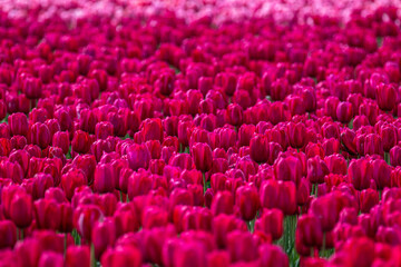 Tulip Field at the Tulip Festival around Mount Vernon in Washington State