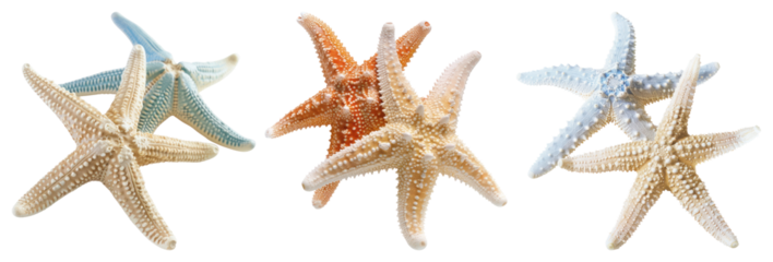 PNG Colorful starfish ocean decor, element set on transparent background