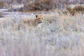 lion cub in etosha