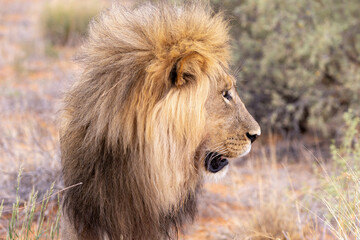 Lion in kgalagadi transfrontier park