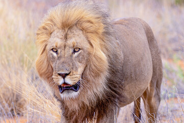Lion in kgalagadi transfrontier park