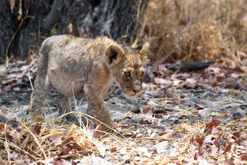 Lion at Etosha National Park, Namibia