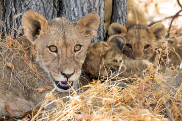 Lion at Etosha National Park, Namibia